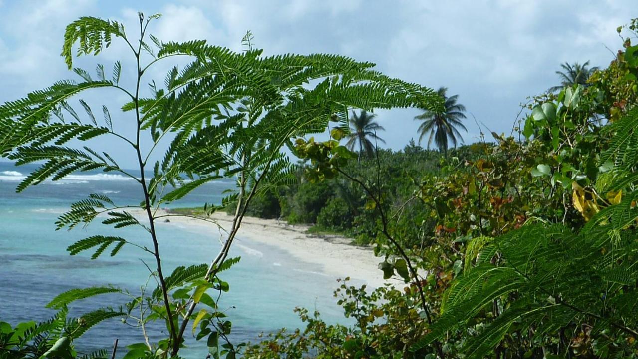 Surf Camp Kokoplaj, A 150M De La Plage Et Du Spot De Surf Sainte-Anne  Exterior foto